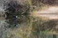 Cormorant in flight (9)